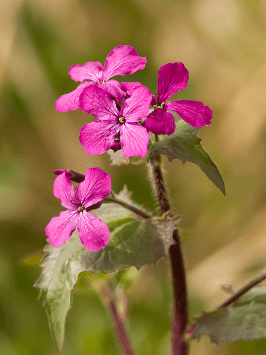 Lunaria annua